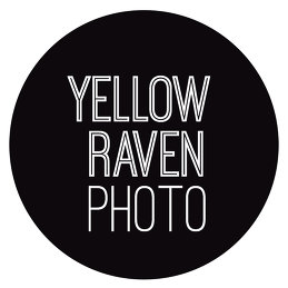 Yellow Raven Photo