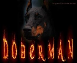 doberman 