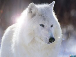 whitewolf72 whitewolf72