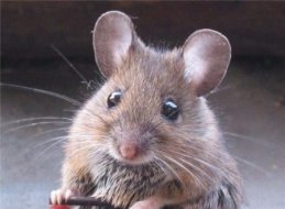 Мышка Серая