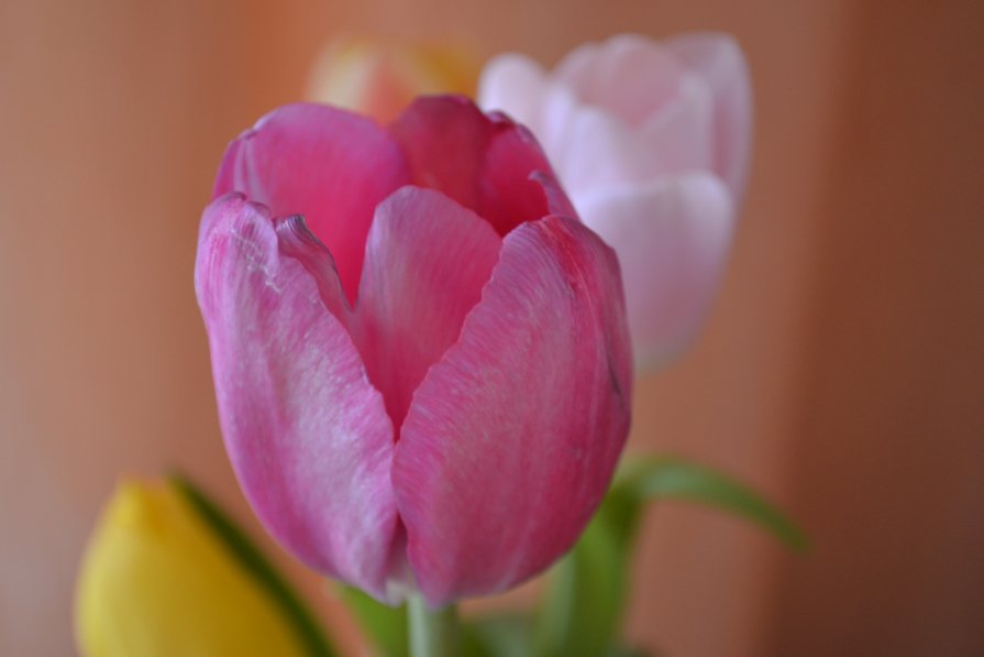 нежные тюльпаны - Татьяна Борисова