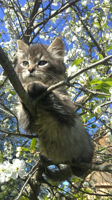 Котенок и "удобная" вишня - Елизавета Горенкова