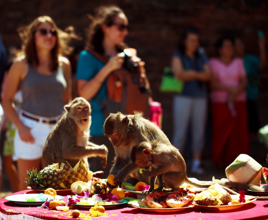 Lopburi - monkey Festival !!! - Alexandr Safronov