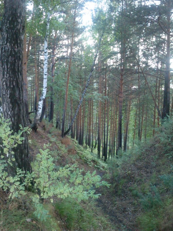 Волшебный лес - Анастасия Томилова