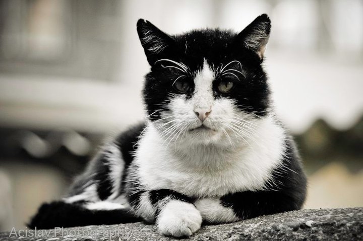 Черная кошка, белый кот - Aleksandar Ilievski