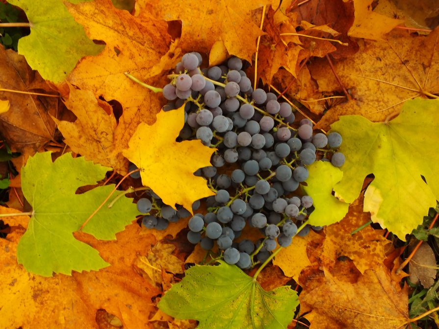 colours of autumn - Маргит Фосфат