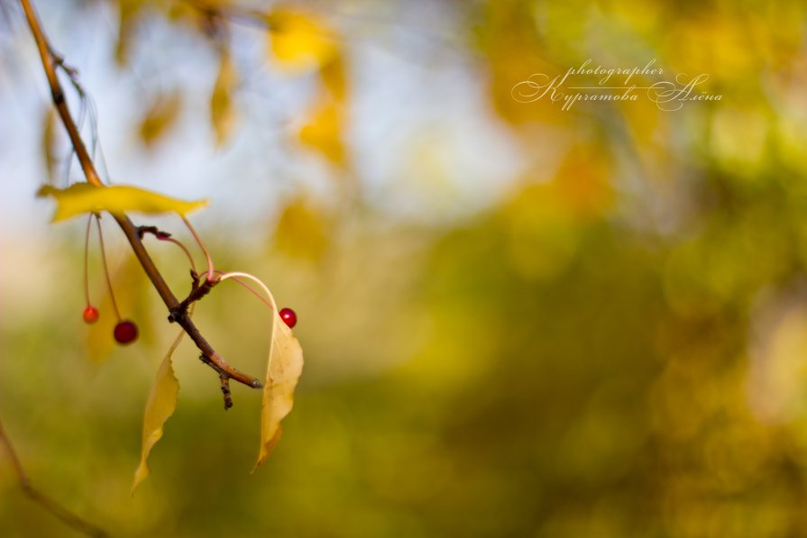 Вдохновение - photographer Kurchatova