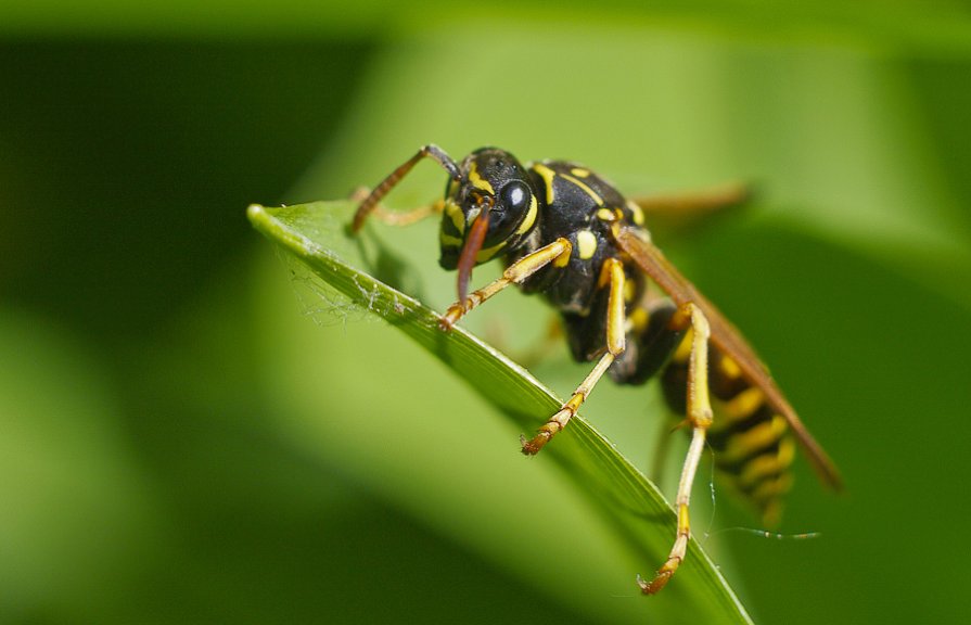 Wasp predator - Антон Царьков