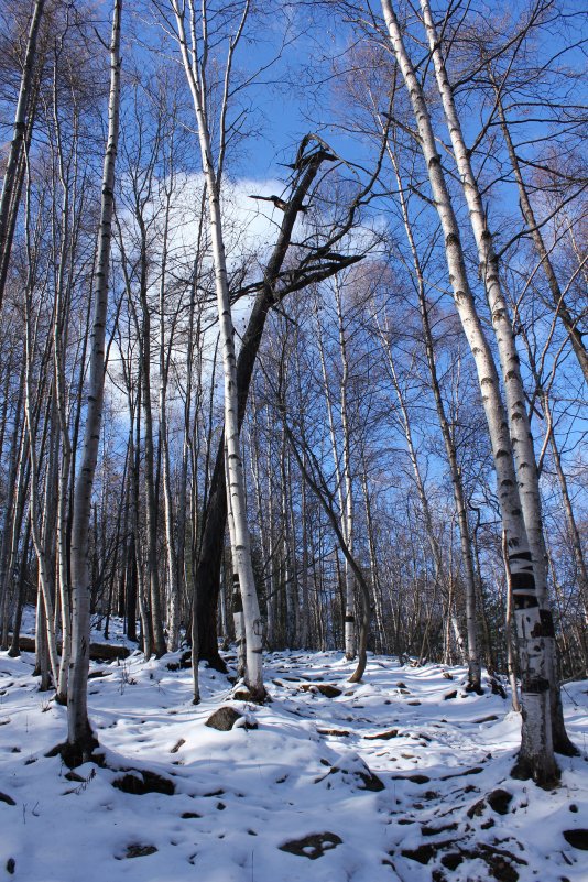 В чёрно-белом лесу - Андрей Мирошников