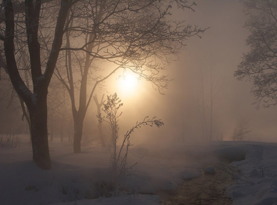 Туманное утро - Максим Судаков