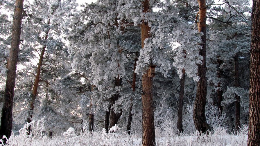 Зимний лес - Жанна Мальцева