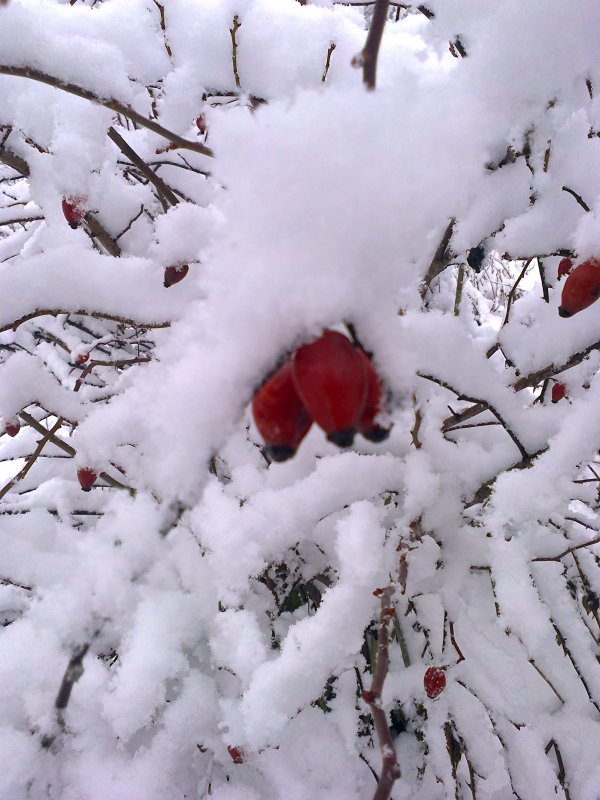Ягода в снегу - Любовь Игнатова