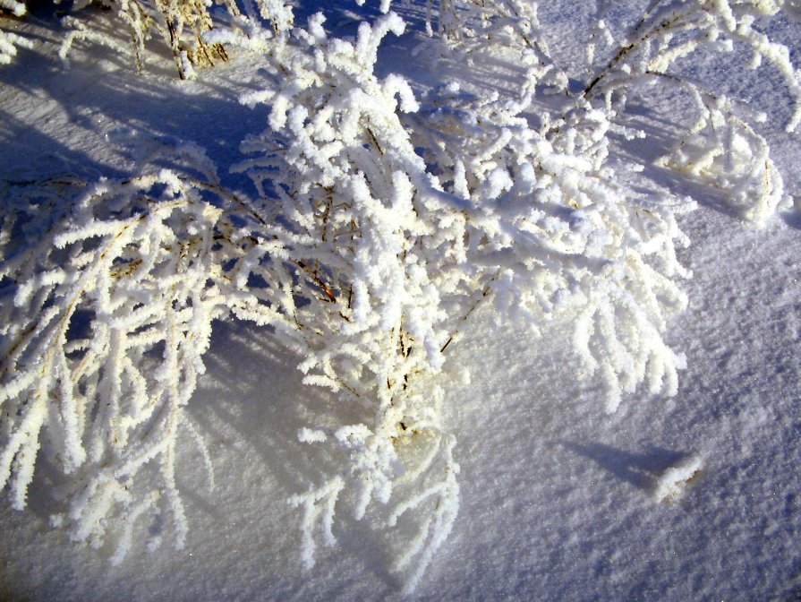 Снежные кораллы - Наталья Петрова