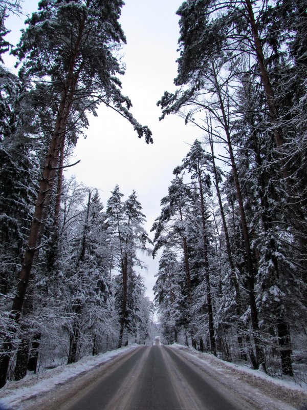 Зимняя дорога - галина северинова