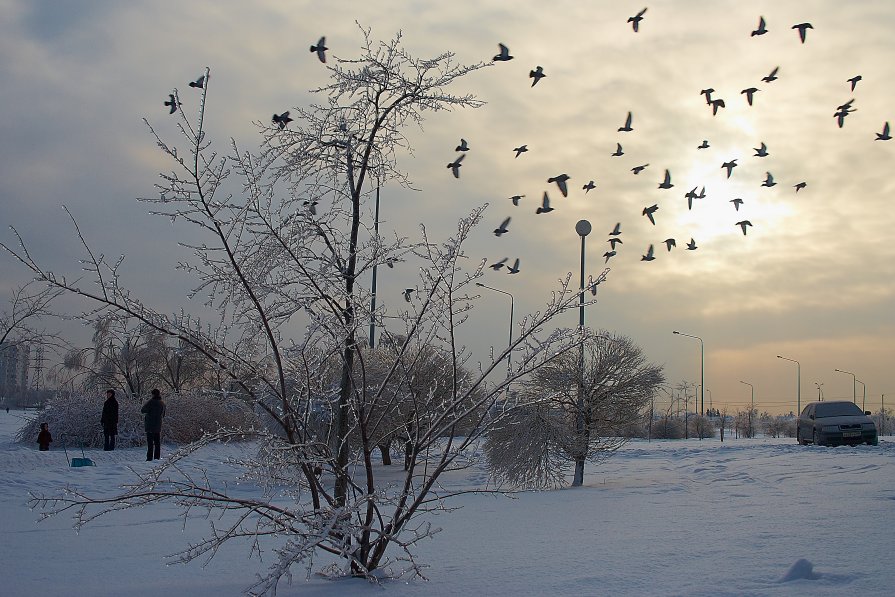 Ледяное деревце - Яна Мазурова
