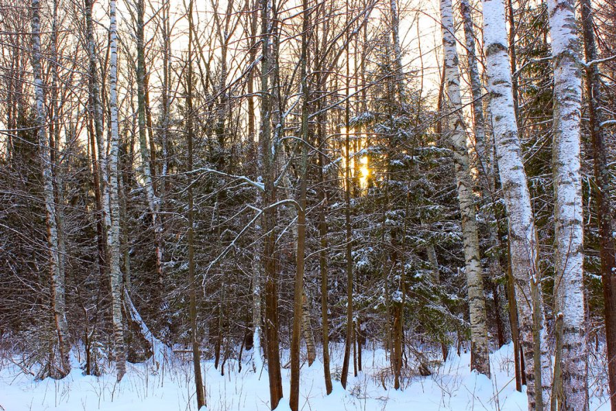 Утро в зимнем лесу - Ирина Рассветная