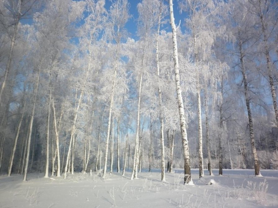 Массив зимнего леса - 2013. - Александр Юнусов