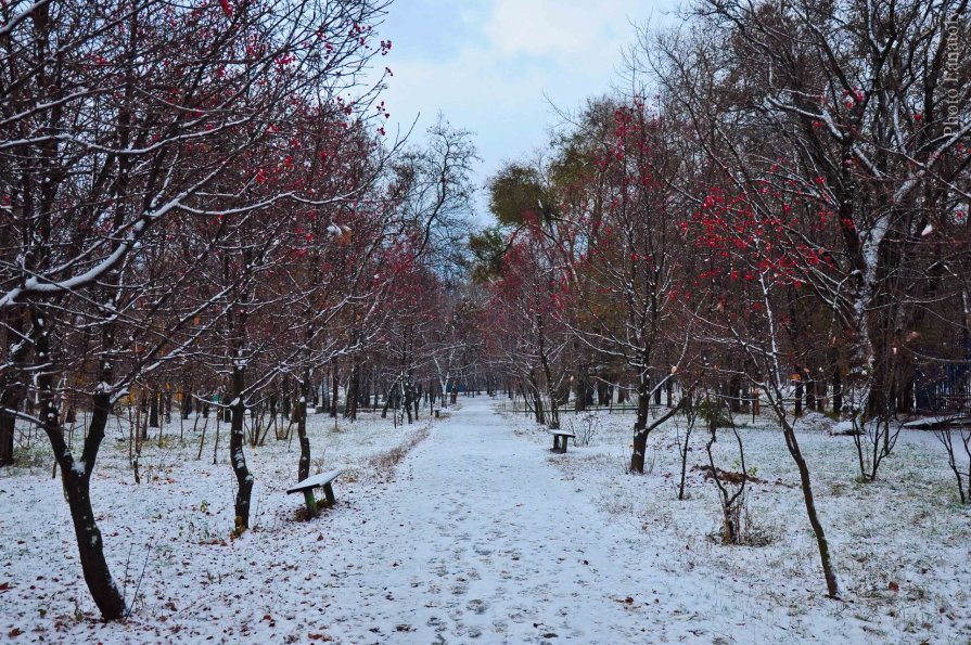 Зима в парке - Анатолий Спица