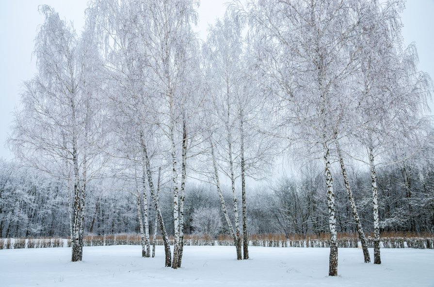 Snow trees - Андрей Лободин