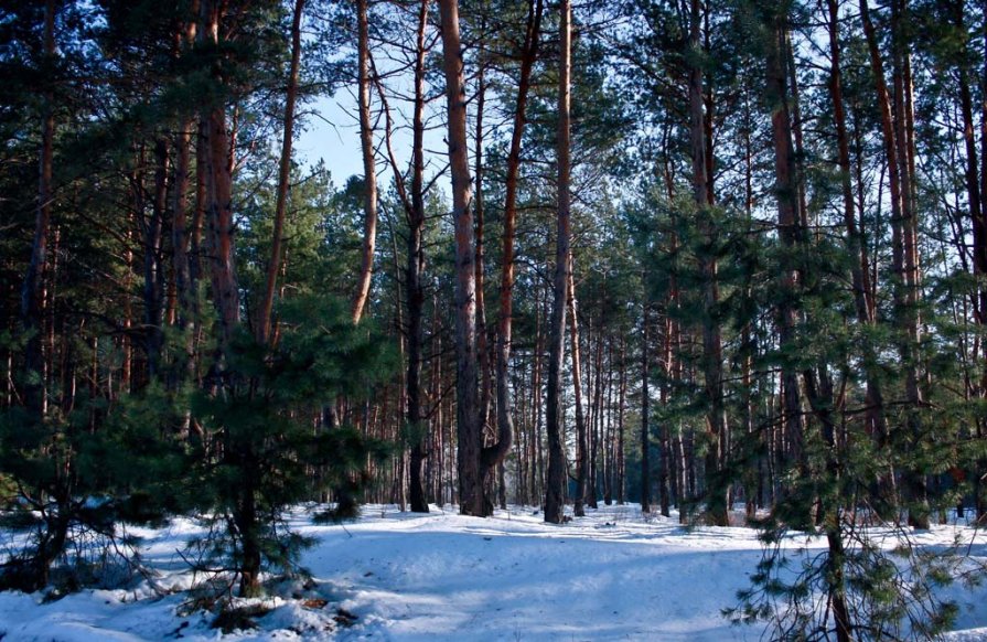 Зимний лес - Александр Голуб