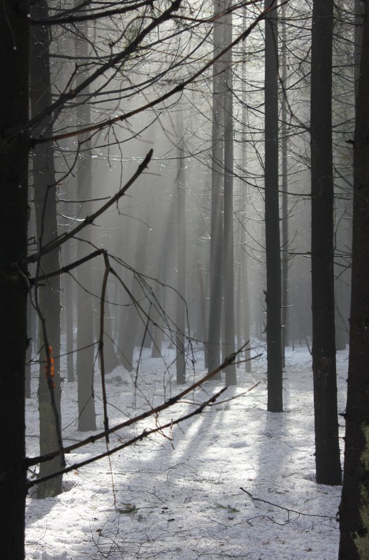 Зимний лес - Виталий Острецов