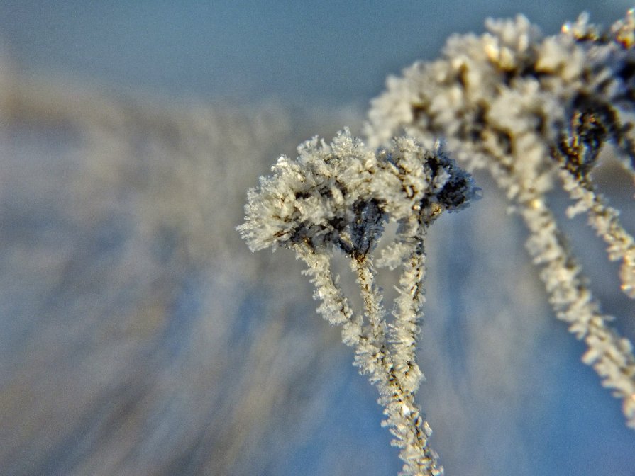 ледяные цветы - Владимир Белаш