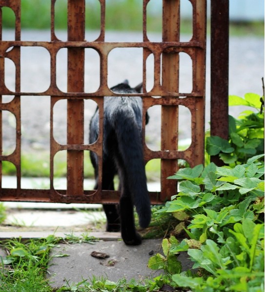 Кот, который гуляет сам по себе - Анна Боярченков