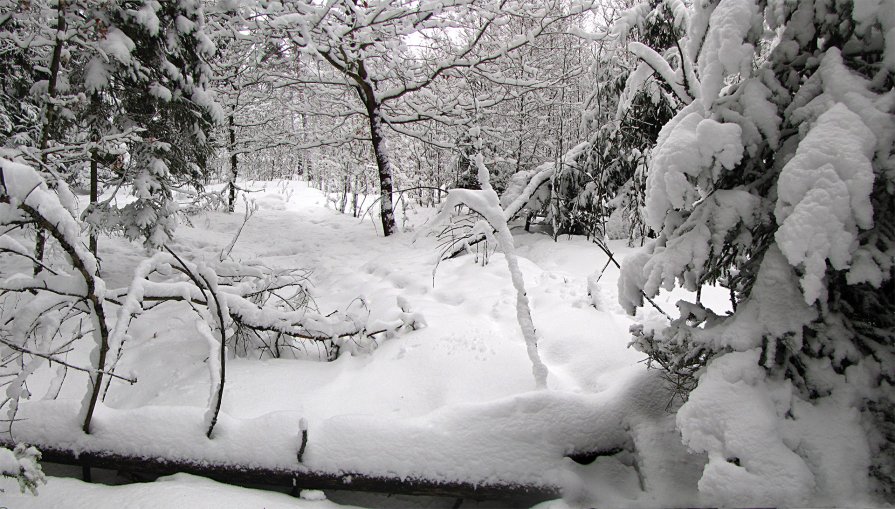 После ночного снегопада - Юрий Емельянов