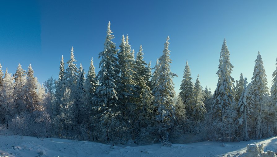 Зимний лес - Natalie Weiss