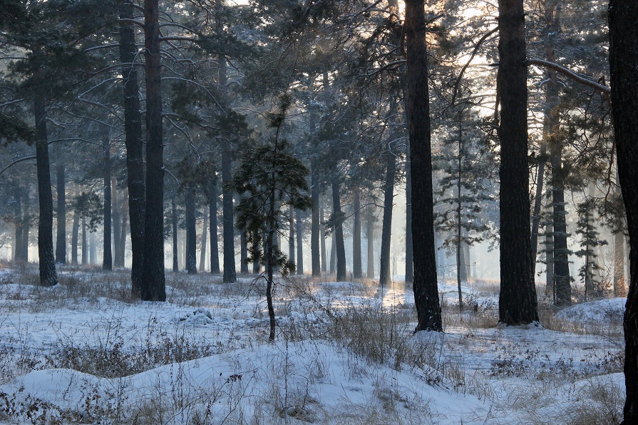 зима в сосновом лесу - Алёна Компаниец