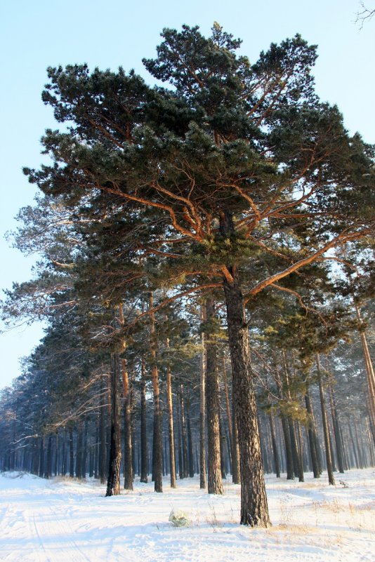 Красавицы сосны - Алёна Компаниец