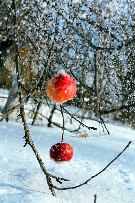яблоки на снегу - Андрей Семенов