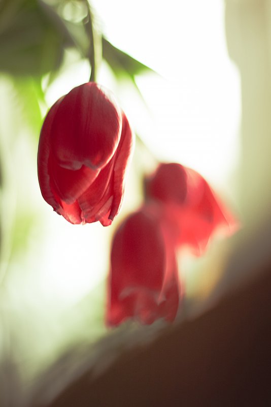 Тюльпаны - Инна Соколова