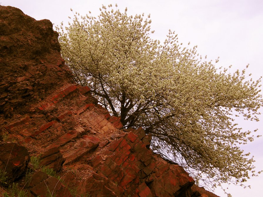 И на камнях деревья...цветут)) - ольга хадыкина
