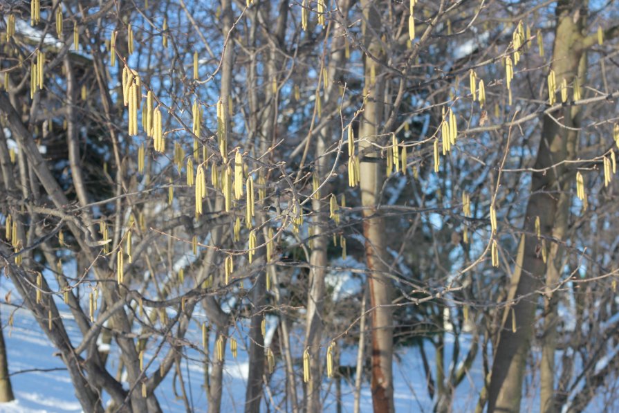 Весна у Львіові (Україна) - Ліля Гуцол