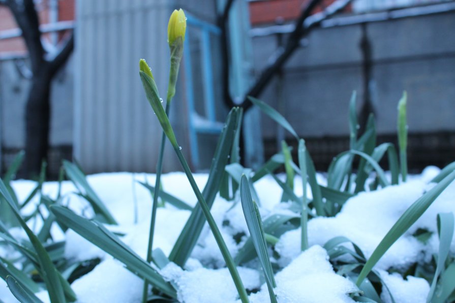тюльпаны в снегу - Михаил Светличный