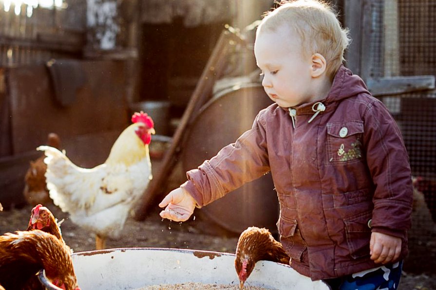 Мальчик кормит куриц - Елена Бородихина