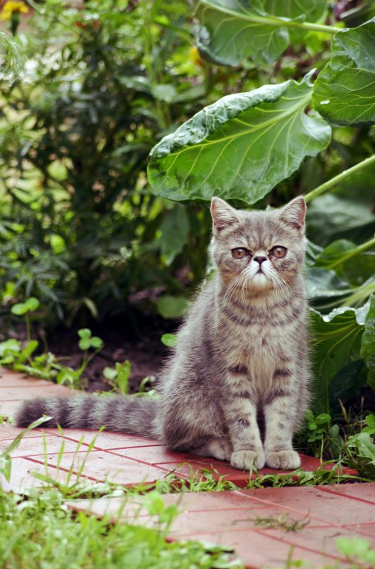 котик-экзотик - Анжела Новикова