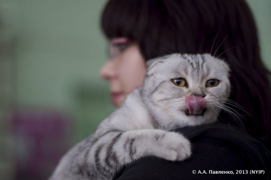 Кот и хозяйка - Александр Павленко