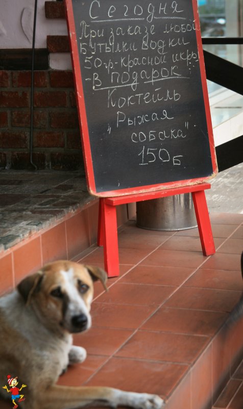 коктейль ...Рыжая собака - Vasilich buratino