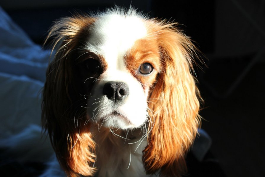 Cavalier king charles spaniel - Arina 