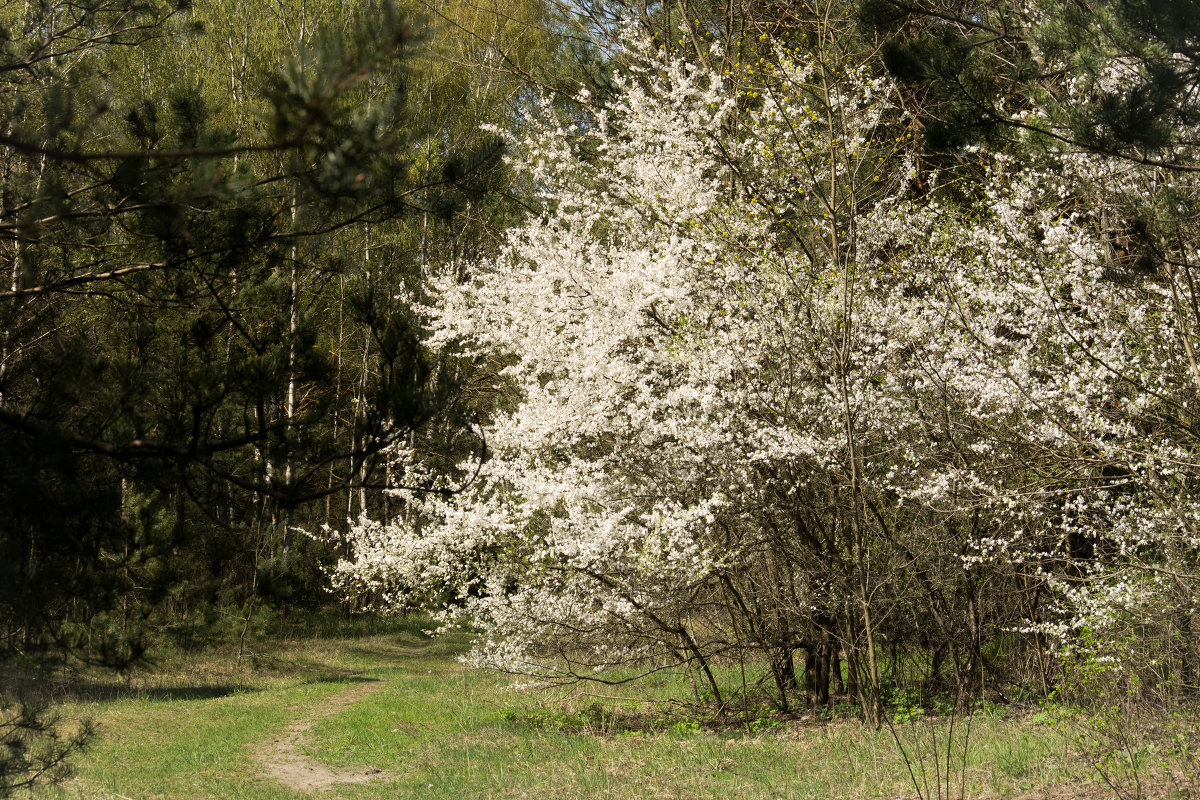 Цветущее дерево - kojirou 