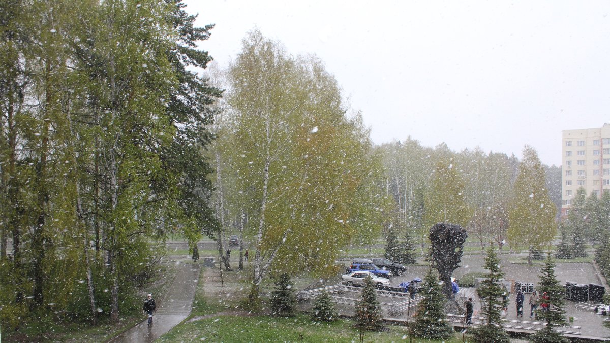 Снегопад 8 мая - Наталья Золотых-Сибирская
