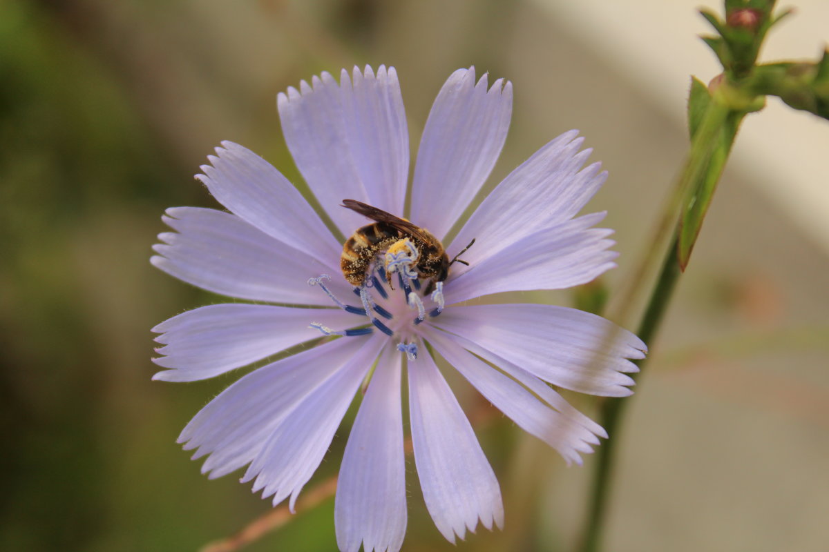 Пчелка и цветок - Олег Фролов