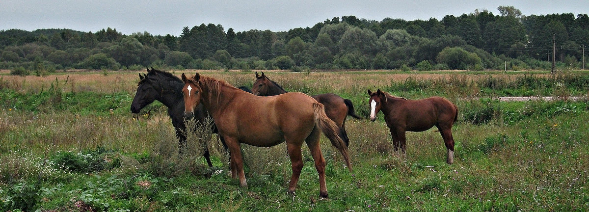 Семья лошадей - Валерия 