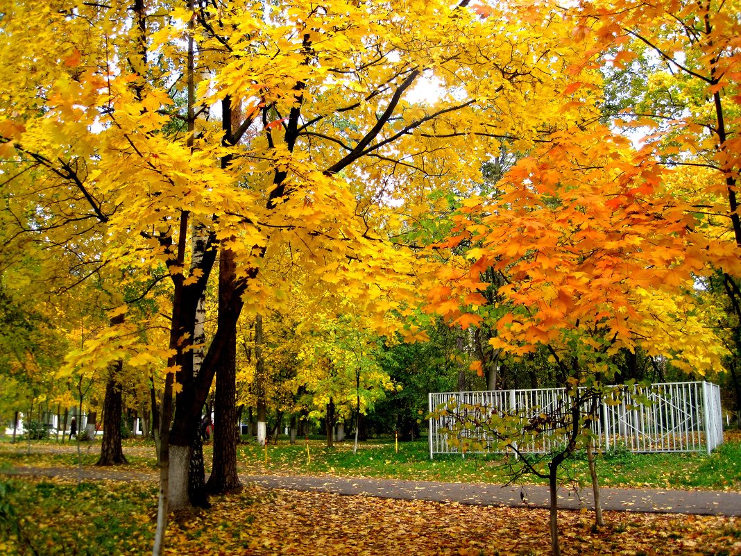 Золотая осень в городском парке - Елена Семигина