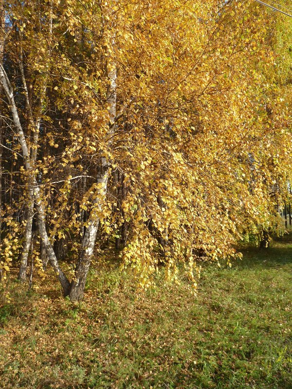 Золотая осень - Галина Минчук