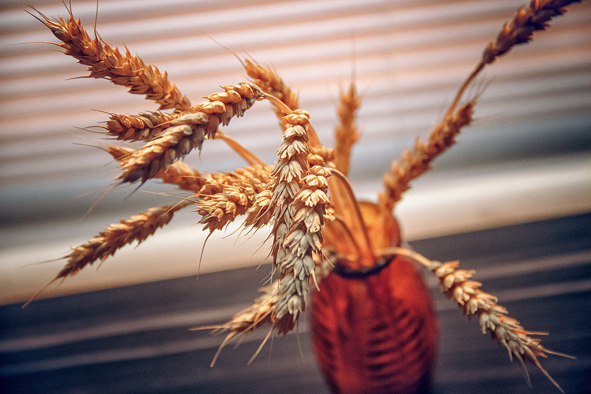 Колосья пшеницы - Оксана 
