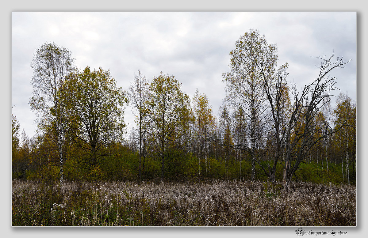 Осенний лес - Niklaus 