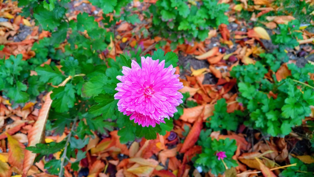 Осенний цветок - Дмитрий 